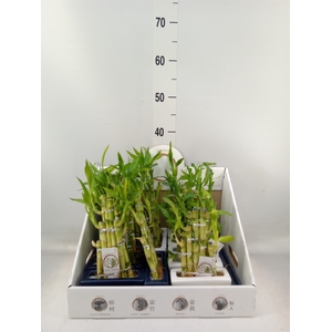 Dracaena sand. 'Lucky Bamboo' ..pyr