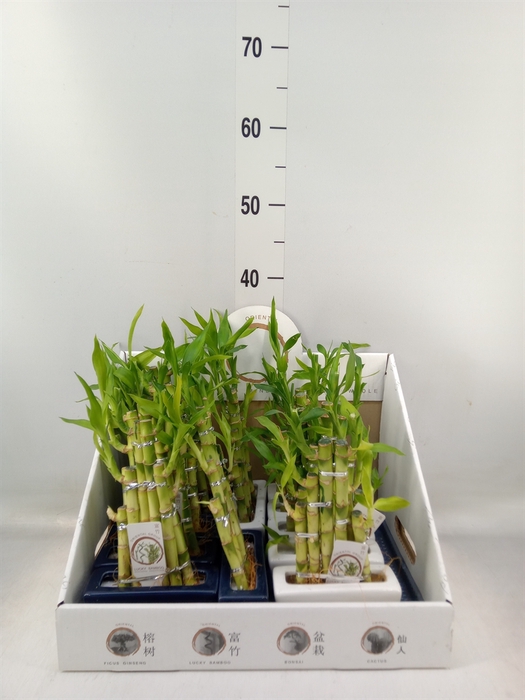 <h4>Dracaena sand. 'Lucky Bamboo' ..pyr</h4>