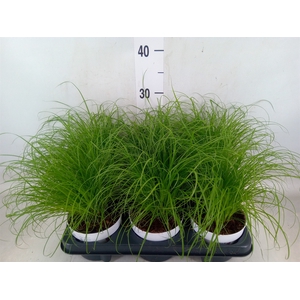 Cyperus alternifolius 'Zumula'