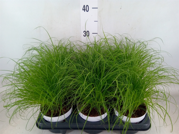 <h4>Cyperus alternifolius 'Zumula'</h4>