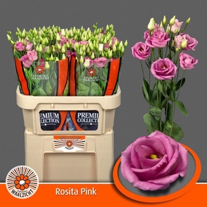 Eust.Rosita Rose Pink (D) Kwekerij