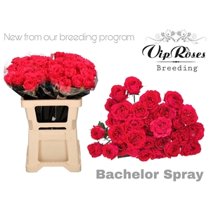 R TR BACHELOR 577