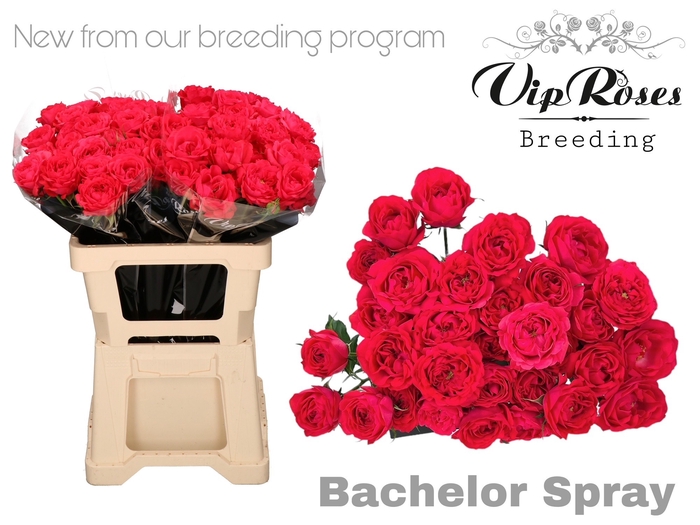 <h4>R TR BACHELOR 577</h4>
