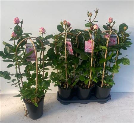 <h4>Rosa Fl Clas Select</h4>