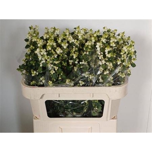 Sympho Mag Lemo Lime