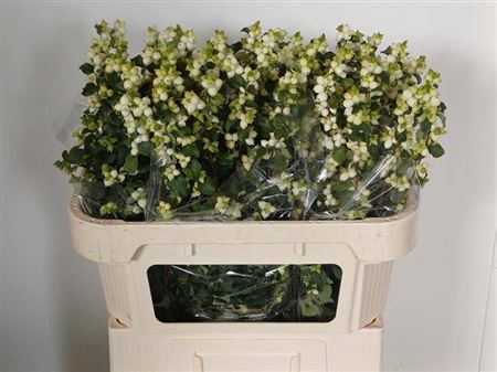 <h4>Sympho Mag Lemo Lime</h4>
