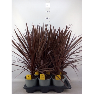 Cordyline austr. 'Red Star'