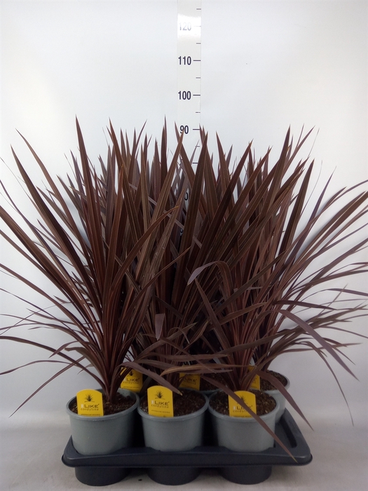 <h4>Cordyline austr. 'Red Star'</h4>