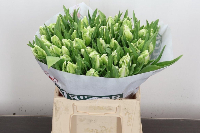 <h4>Tu Pa Super Parrot</h4>