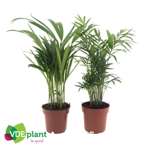 Palm mix