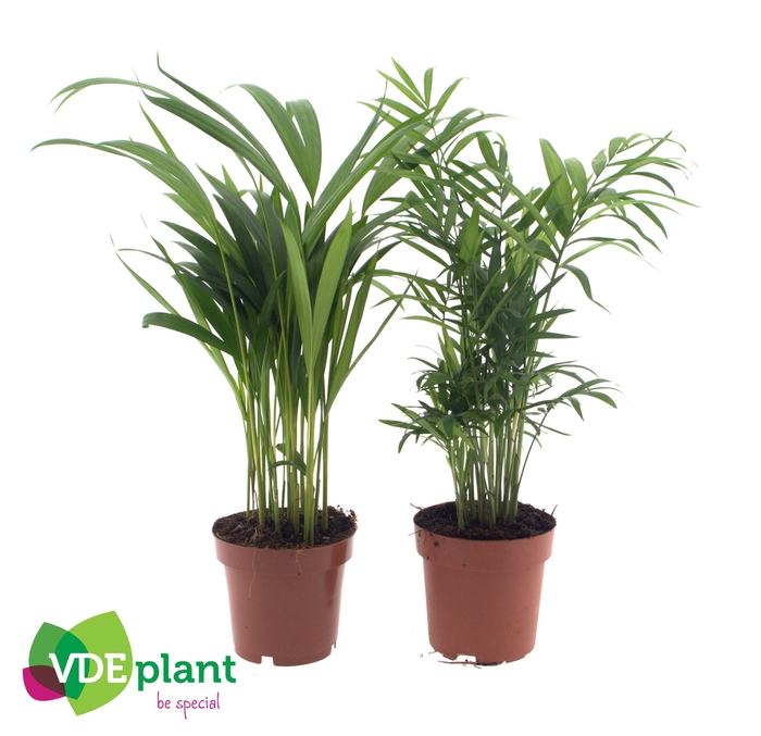 <h4>Palm mix</h4>
