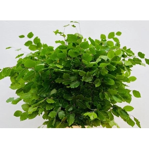 Faggio Green (beech,beuk)
