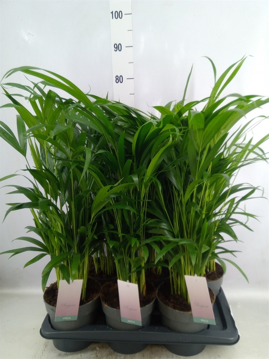 <h4>Dypsis lutescens   ...Chrysalidoca</h4>