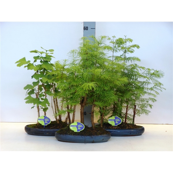 <h4>Bonsai mix outdoor, 30cm., 4 or 5 stem - group, without dip tray</h4>