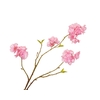 Prunus Cherry Blossom Pink