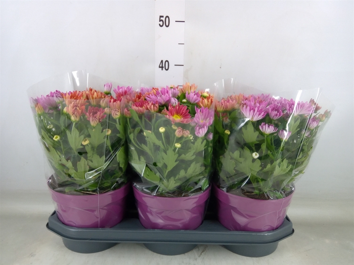 <h4>Chrysanthemum  'Sollinea'</h4>