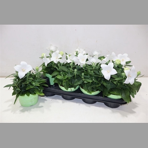 Platyco Gr Astra Whi