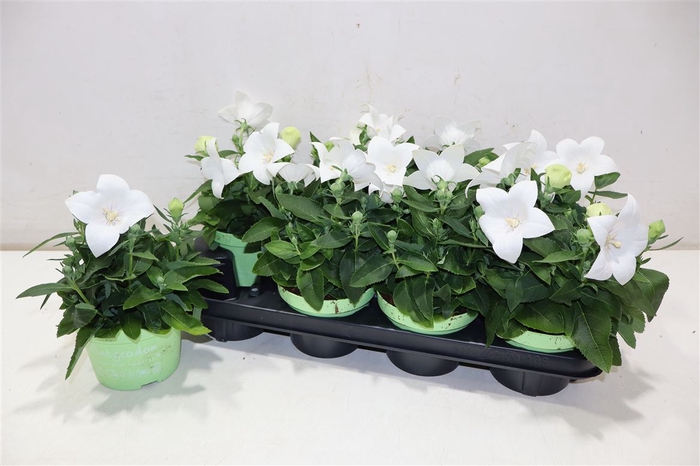 <h4>Platyco Gr Astra Whi</h4>