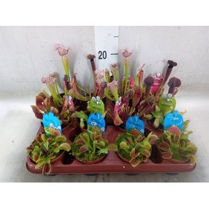 Vleesetende planten