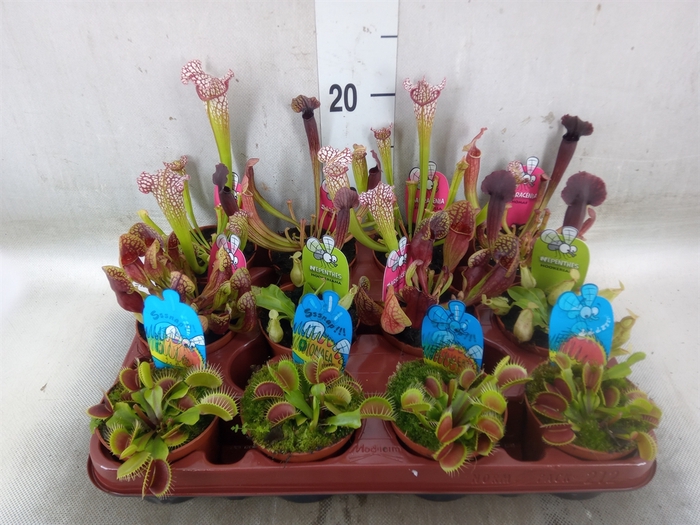 <h4>Vleesetende planten</h4>