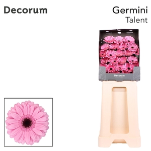 Germini Talent Diamond