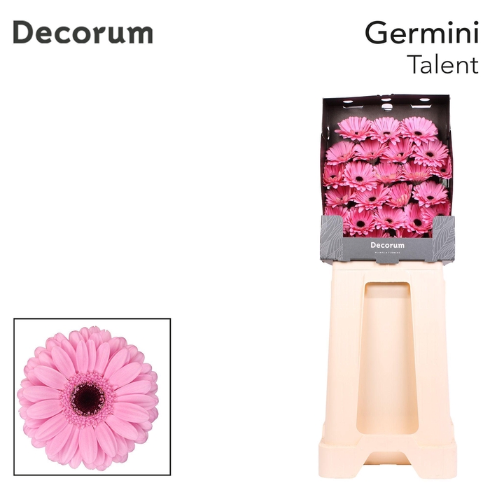 <h4>Germini Talent Diamond</h4>