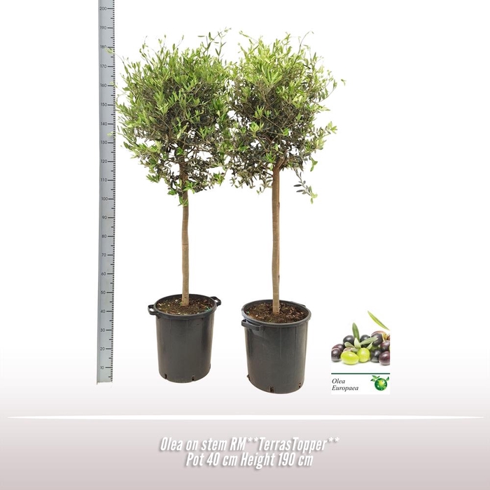 <h4>Olea europaea</h4>