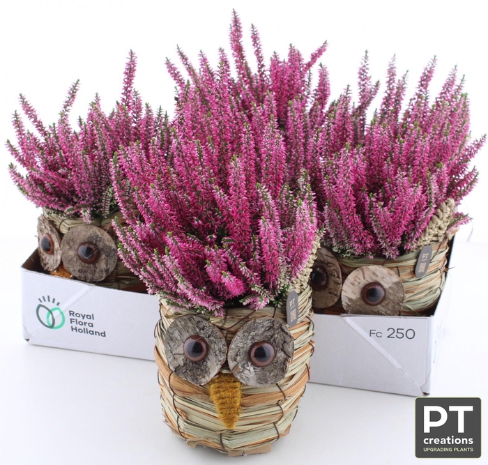 <h4>ARR TUINPLANTEN</h4>