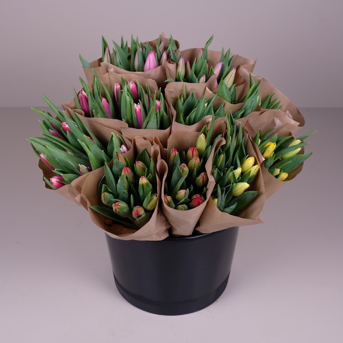 Bq Mono Tulips mix 7-er 24 gr.