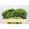 Dianthus Br Kiwi Mellow