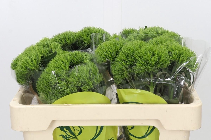 Dianthus Br Kiwi Mellow