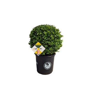 Ilex crenata Dark Green, P35, Bol Ø40cm