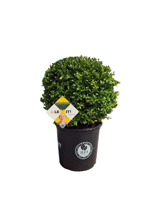 <h4>Ilex crenata Dark Green, P35, Bol Ø40cm</h4>