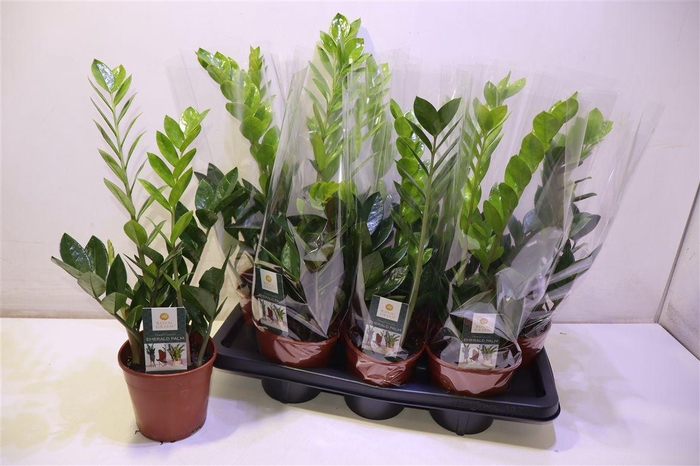 <h4>Zamio Zamiifolia</h4>