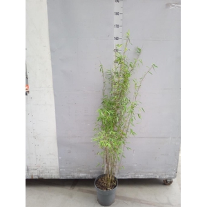 Fargesia  'Jiuzhaigou 1'