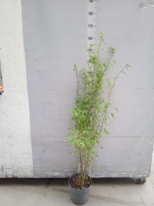 <h4>Fargesia  'Jiuzhaigou 1'</h4>