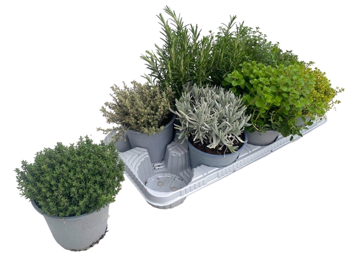 <h4>TUINKRUIDEN GEM</h4>