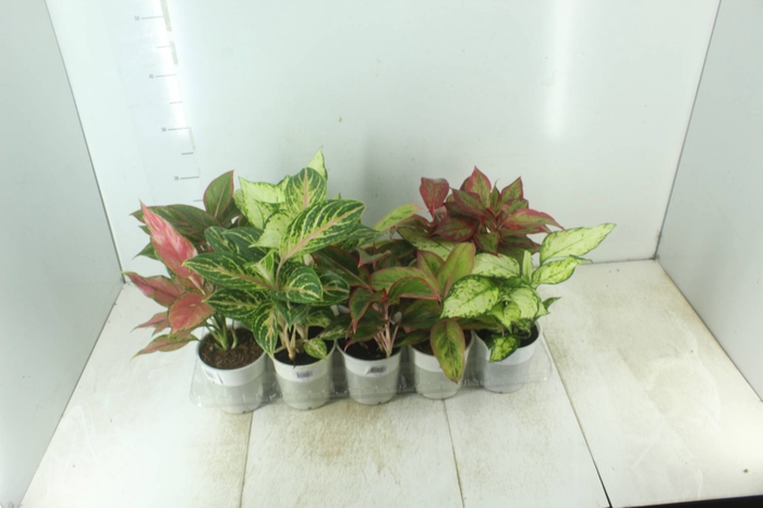 <h4>AGLAONEMA VARIADA P12</h4>