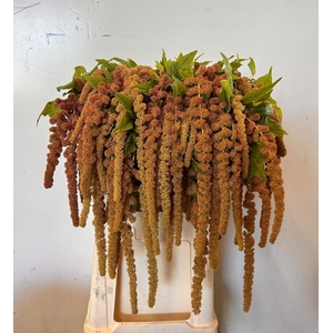 Amaranthus coral fountain
