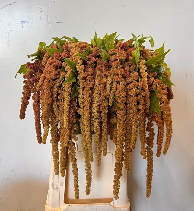 <h4>Amaranthus coral fountain</h4>