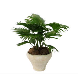 Livistona rotundifolia in Hoedje creme