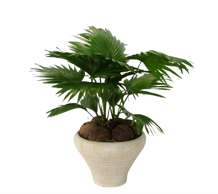 <h4>Livistona rotundifolia in Hoedje creme</h4>