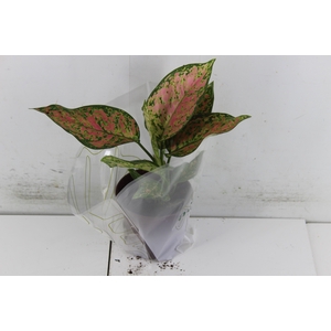 AGLAONEMA PINK DALMATIAN P12