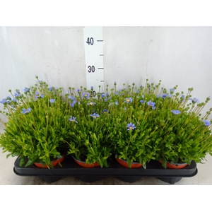 Felicia amell. 'Felicitara Blue'