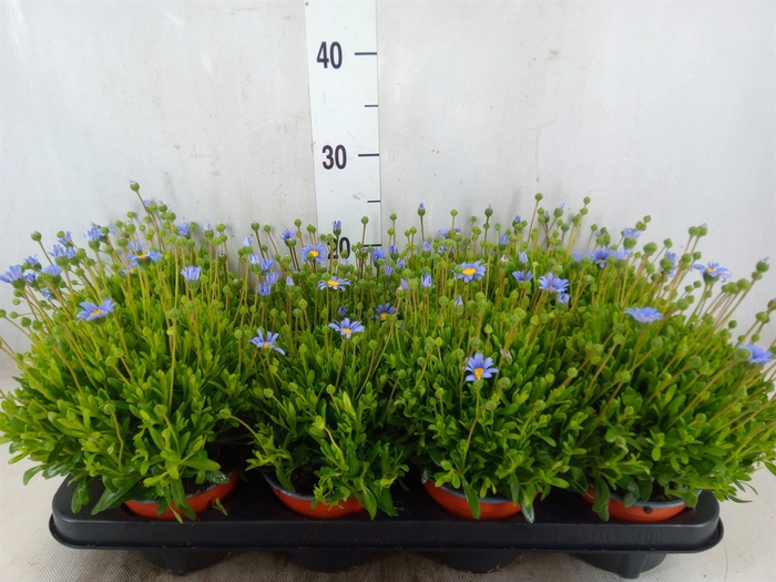 <h4>Felicia amell. 'Felicitara Blue'</h4>