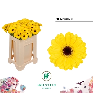 GE MI SUNSHINE