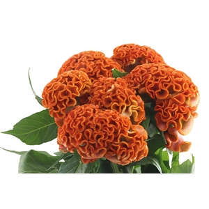 Celosia Orange Act Zara