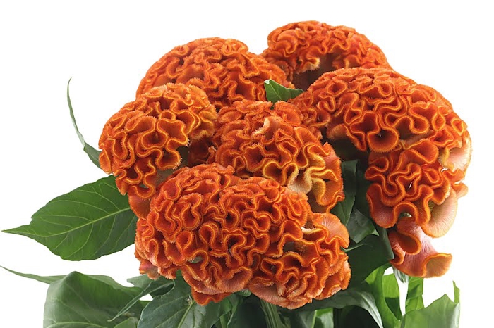 Celosia Orange Act Zara