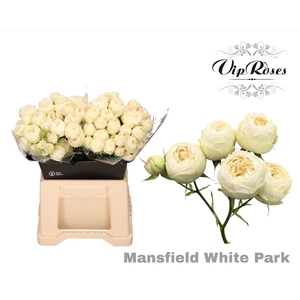 R Tr Mansfield White Park X20