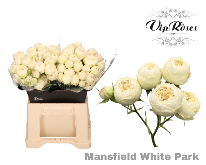 <h4>R Tr Mansfield White Park X20</h4>